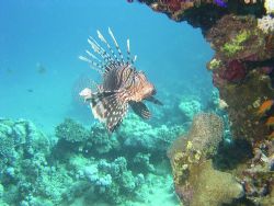 Lion fish taken in Marsa Alam by Jim Stamp 